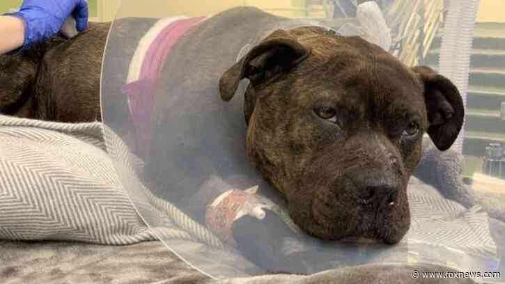Philadelphia dog fights for her life after being shot, left for dead