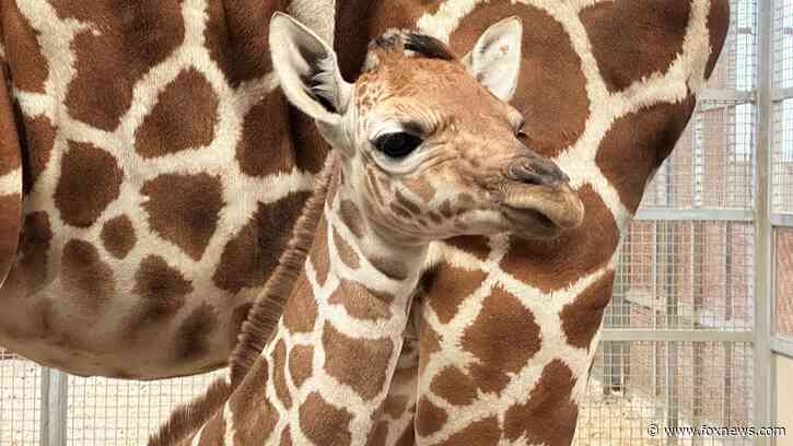 Dallas Zoo welcomes birth of healthy 131-pound baby giraffe