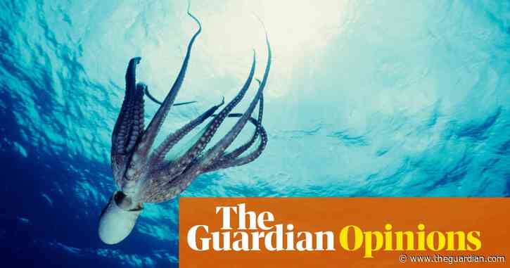 Octopus farming turns my stomach – but are some species really more worthy than others? | Elle Hunt