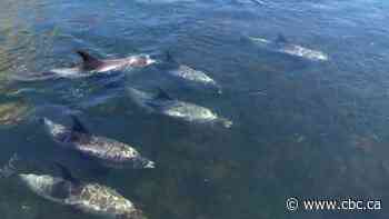 Rescue underway for pod of dolphins stranded by ice in Dildo Cove