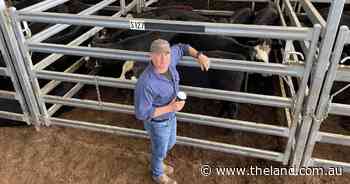 Weaner cattle sales fully firm at Inverell