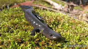Saving the salamanders: Spring road closures help these critters migrate