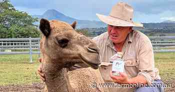 Camel milk vodka on show as farm gates open