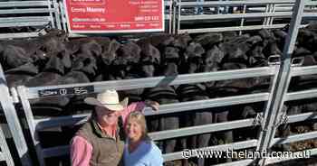 Carcoar heifer prices outpace the steers