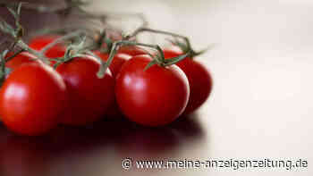 Schreiende Tomaten: Gestresste Pflanzen machen Geräusche, behaupten Forscher