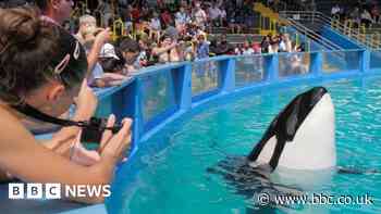 Miami Seaquarium is returning Lolita the killer whale to her home waters