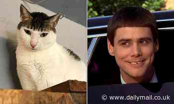That's a real copycat! Taiwan puss is spitting image of Ace Venturer: Pet Detective star Jim Carrey