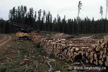More workers needed for forest industry