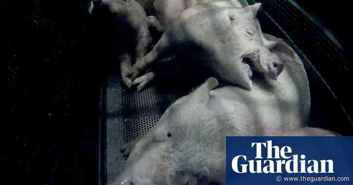 Suffering of gassed pigs laid bare in undercover footage from UK abattoir