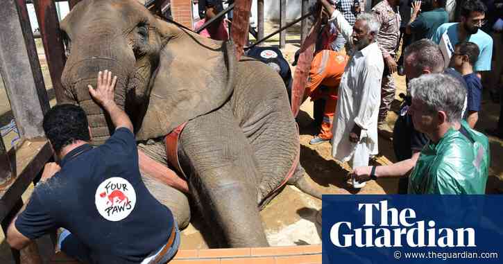 Calls grow for Pakistan’s zoos to close after death of 17-year-old elephant