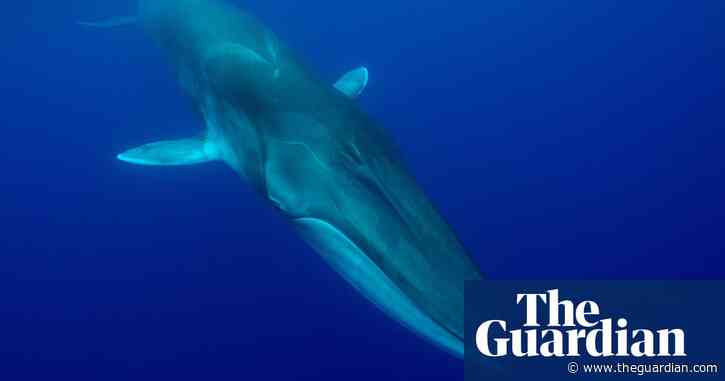 Whales take up to two hours to die after being harpooned, Icelandic report finds