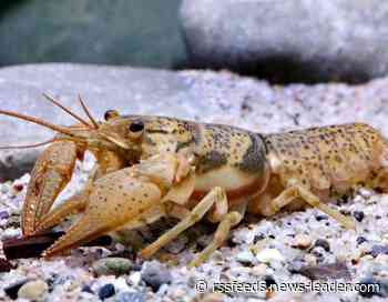 'Clinging to survival': Missouri crayfish get Endangered Species Act protection