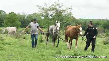 Missouri Humane Society, Greene Co. Sheriff remove 4 emaciated horses from Fair Grove