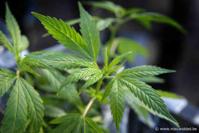 Professionele cannabisplantage met duizendtal planten ontdekt