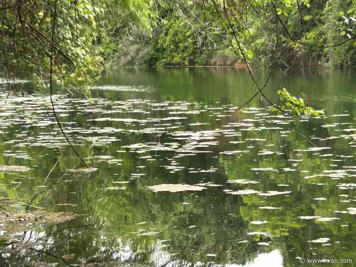 City finds blue-green algae on Lady Bird Lake, Lake Austin; algae may ...