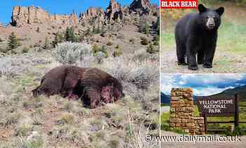 Wyoming hunter faces up to a year in prison and a $10,000 fine after killing grizzly bear