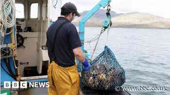 Environment campaigners launch legal bid over scallop dredging