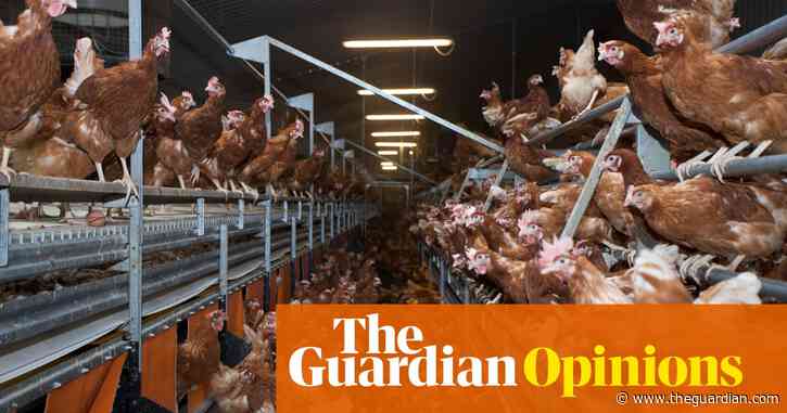 I’ve campaigned for decades against the horrific lives factory-farmed chickens lead – but now there’s hope | Hugh Fearnley-Whittingstall