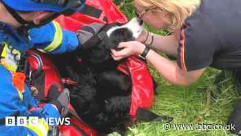 Dog rescued after falling over cliff edge at Cullen