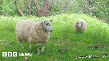 Sheep can kill invasive giant hogweed, study suggests