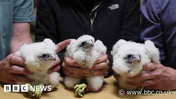 Trio of peregrine falcon chicks named in public vote