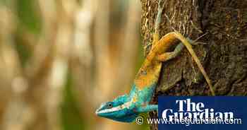 Almost 400 species discovered in Greater Mekong region – in pictures