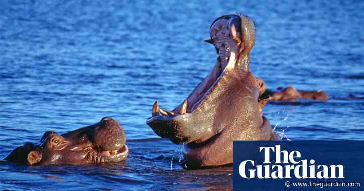Imports of ivory from hippos, orcas and walruses to be banned in UK