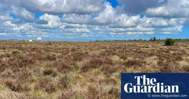 Country diary: A boggy, untouched paradise for wildlife | Amy-Jane Beer