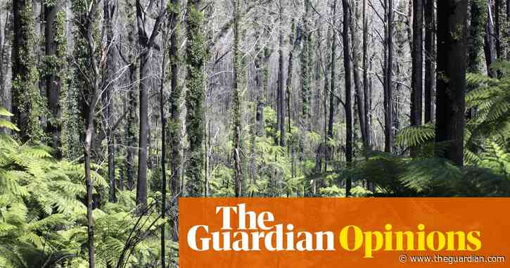 Ending native forest logging in Victoria is long overdue. Australia must protect its precious trees | David Lindenmayer and Chris Taylor