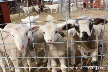 Andelin Family Farm in Sparks gives up hope that missing lamb will come home