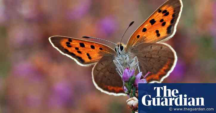 Europe’s grassland butterfly population down more than a third in 10 years