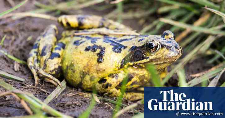 Chemical cocktails harmful to wildlife found in 81% of English rivers and lakes
