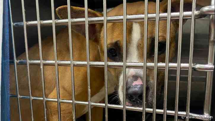 Animal rescue group pleads with public to spay, neuter pets