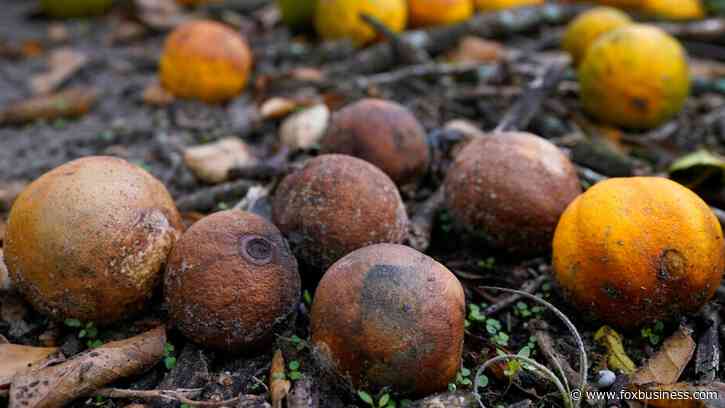 Florida orange producers record worst year since 1930s