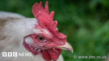 Fast-growing chickens: Judge dismisses 'Frankenchickens' farming welfare case