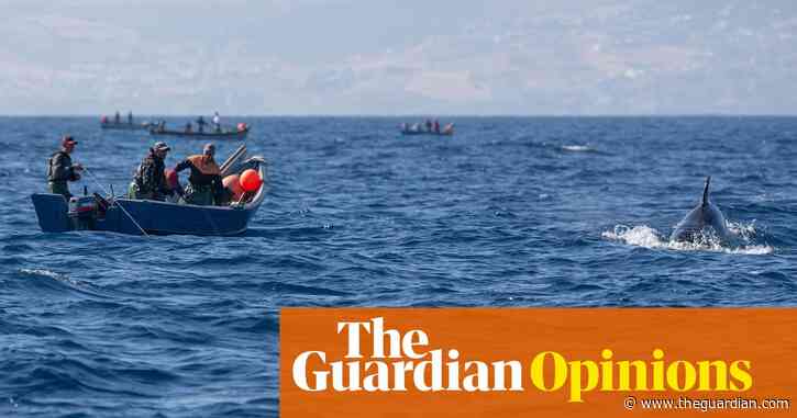 Orcas are ramming yachts off the Spanish coast – is the whale world rising up? | Philip Hoare