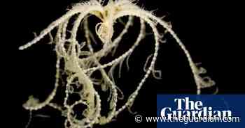 Meet the ‘gummy squirrel’ and thousands of other newly discovered deep-sea species – in pictures