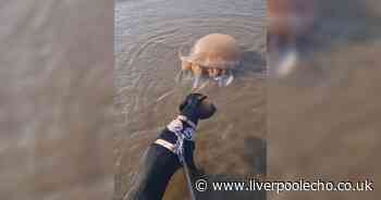 Dog owner issues warning as jellyfish wash up on beach