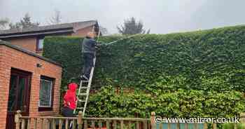 Neighbours locked in four-way battle over 12ft hedge they claim is 'dangerous'