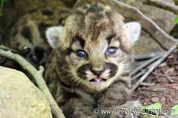 So cute! Mountain lion kittens found in wilderness near LA