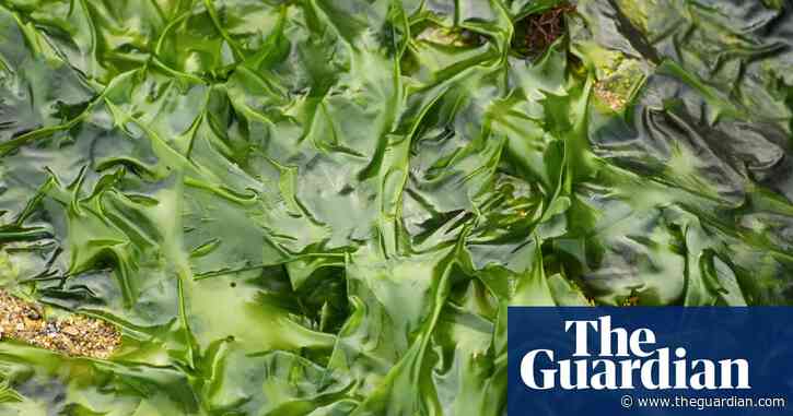 Seaweed could avert food crisis caused by extreme weather