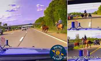 Cowboy wrangles runaway cow on Michigan freeway after riding to the scene when he heard of the chaos