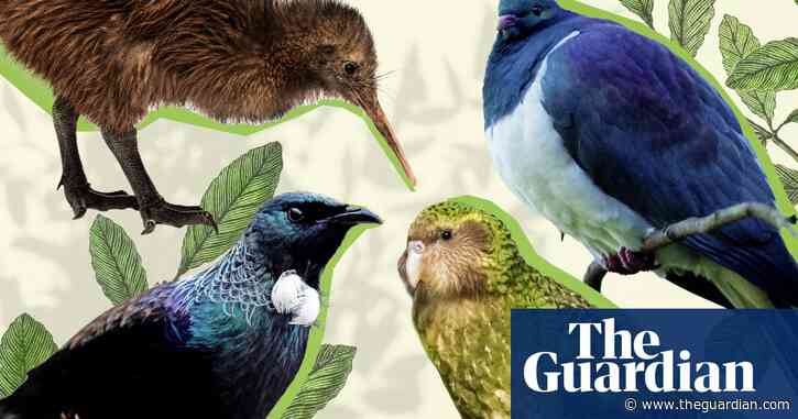 From thieving parrots to boozy pigeons: why New Zealand is obsessed with its native birds
