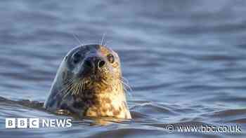Beachgoers warned to stay away from seals