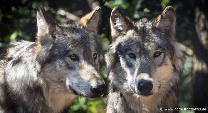 Förderung zum Schutz von Weidetieren vor Wölfen jetzt hessenweit möglich
