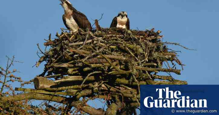 Country diary: The osprey is low in her nest – she’s incubating eggs | Merryn Glover