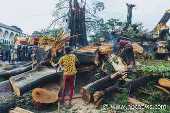 A tree felled in a storm leaves a nation mourning a 'great loss'