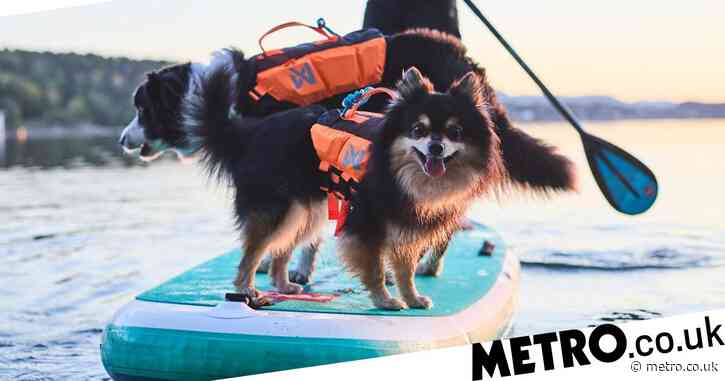 We need to talk about how adorable this dog life jacket is (yes, we repeat, dog life jacket)
