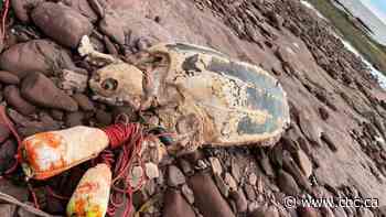 A massive, rare sea turtle washed up on P.E.I. It was likely on its way to be with family