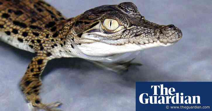 Melbourne nightclub’s use of snakes and a baby crocodile sparks probe
